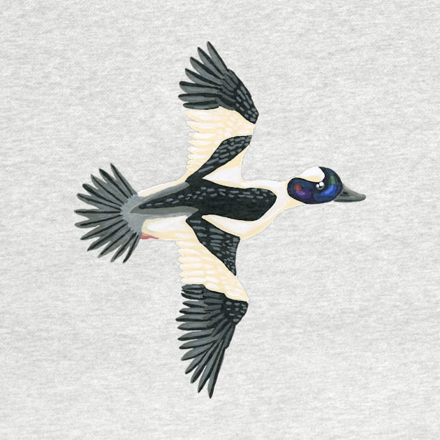 Bufflehead Duck by paintedpansy